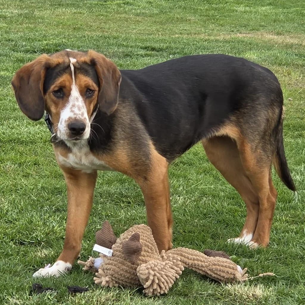 Eve, female young Mixed Breed for adoption at SALVA Hundehilfe e.V.
