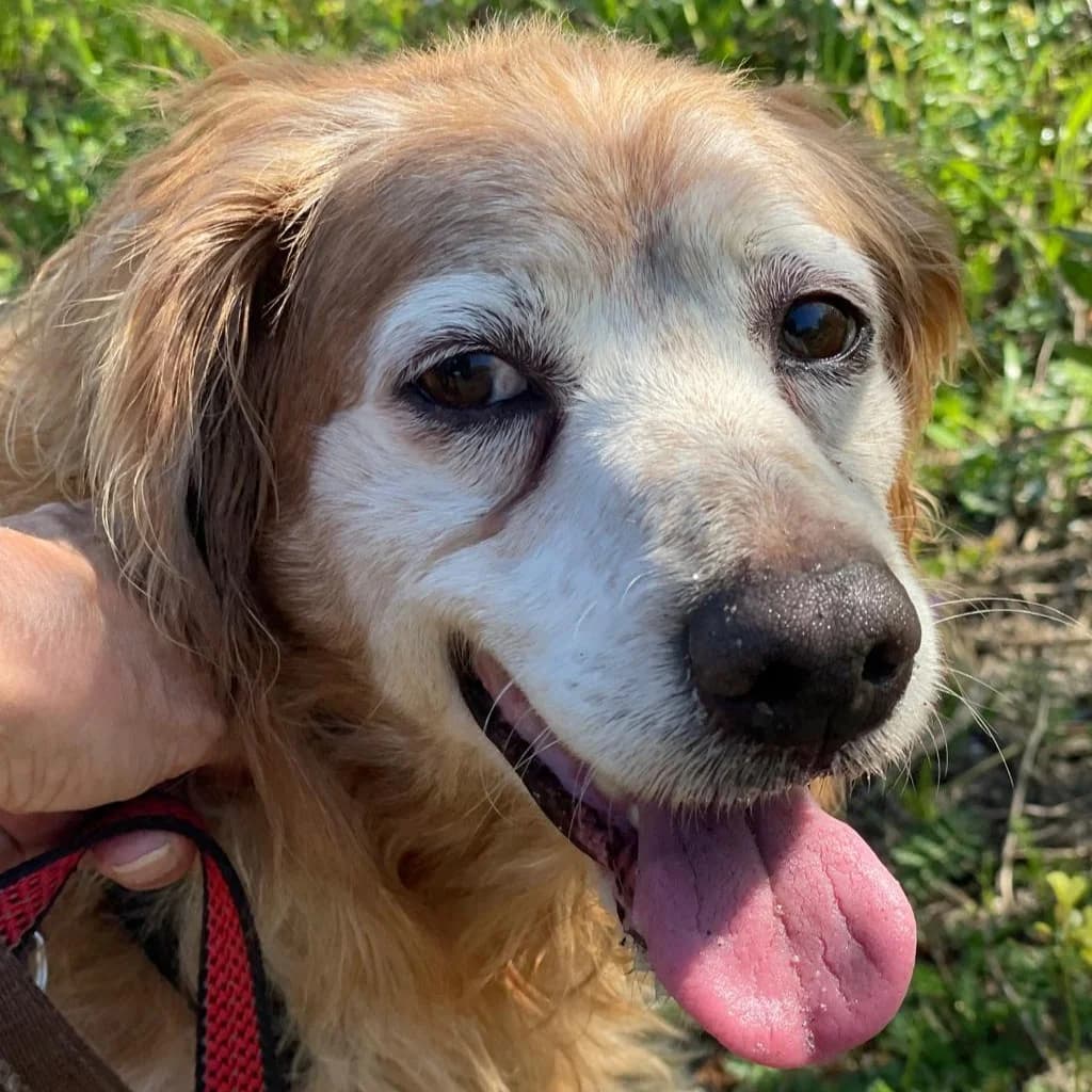 Lula, female senior mixed breed for adoption at SALVA Hundehilfe e.V.