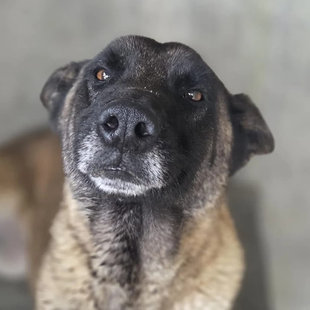 Paula, female senior Belgian Malinois for adoption at SALVA Hundehilfe e.V.