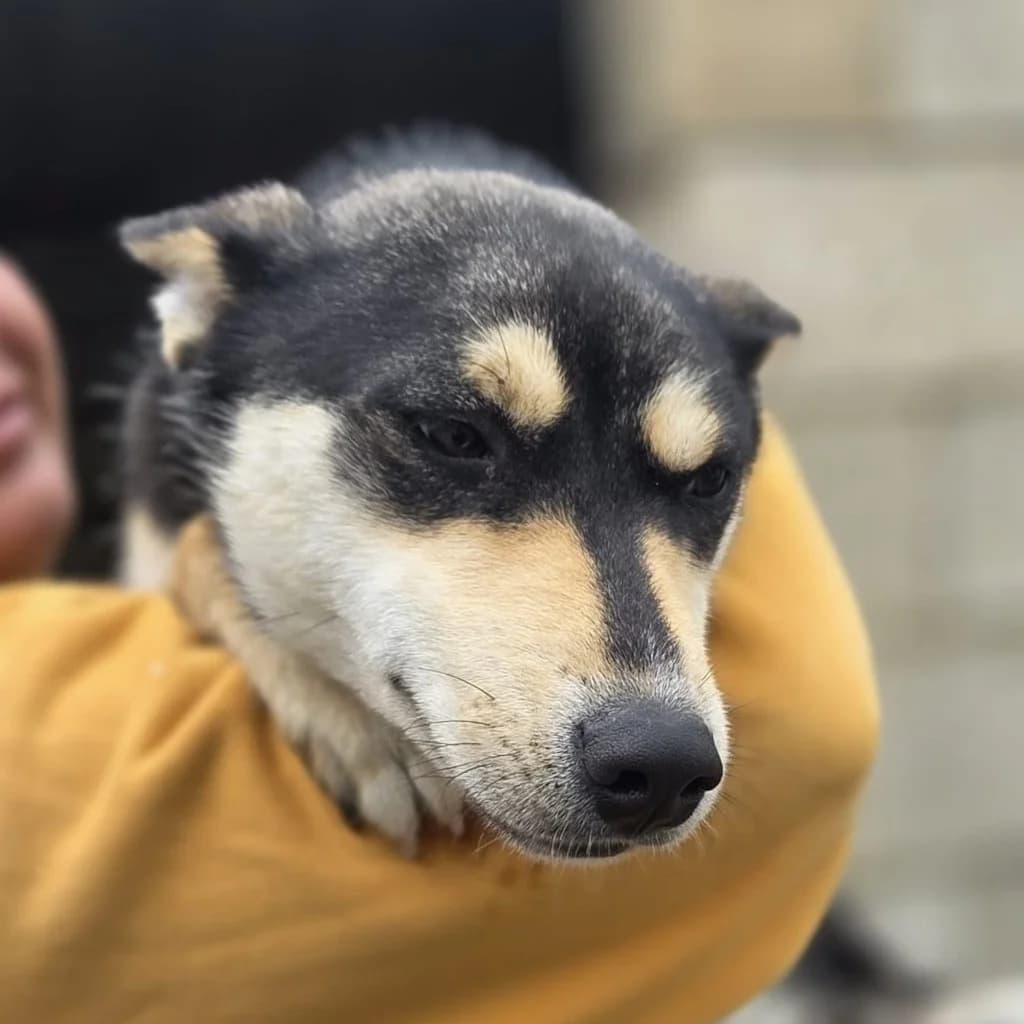 Violeta, female young Mixed Breed for adoption at SALVA Hundehilfe e.V.