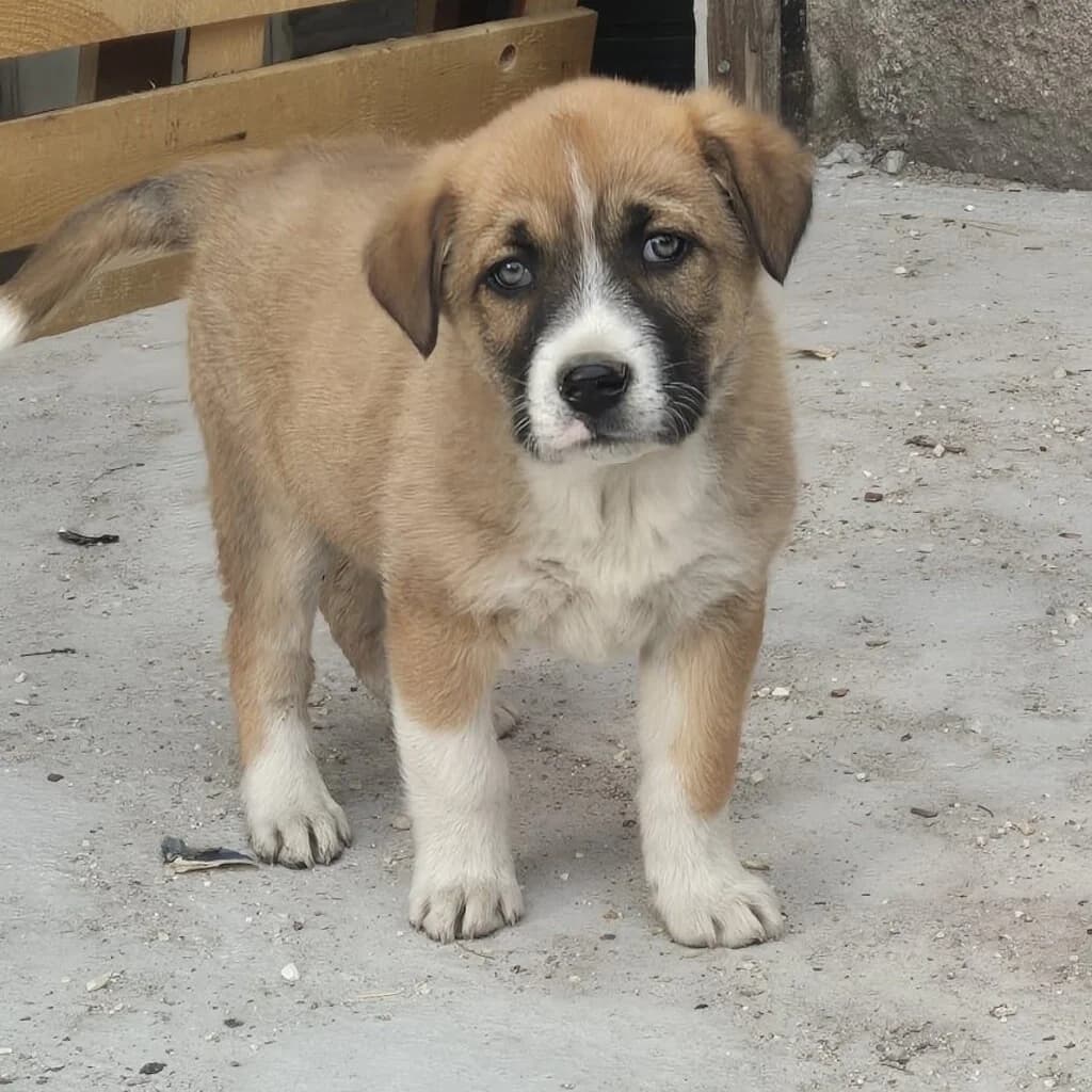 Moja, female puppy Mixed Breed for adoption at SALVA Hundehilfe e.V.