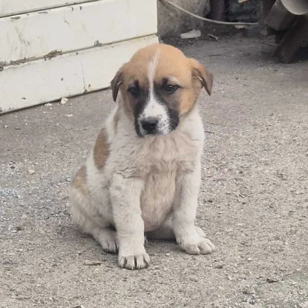 Calwyn, male puppy Mixed Breed for adoption at SALVA Hundehilfe e.V.