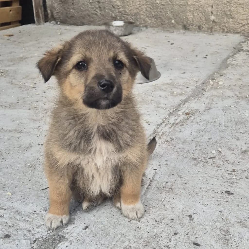 Elowin, female puppy Mixed Breed for adoption at SALVA Hundehilfe e.V.