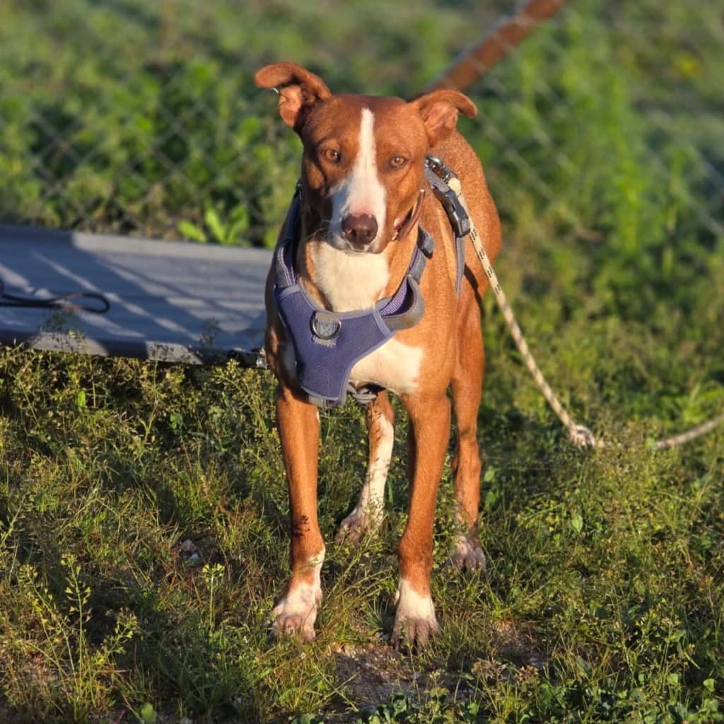 Kalle, male young Podenco for adoption at SALVA Hundehilfe e.V.