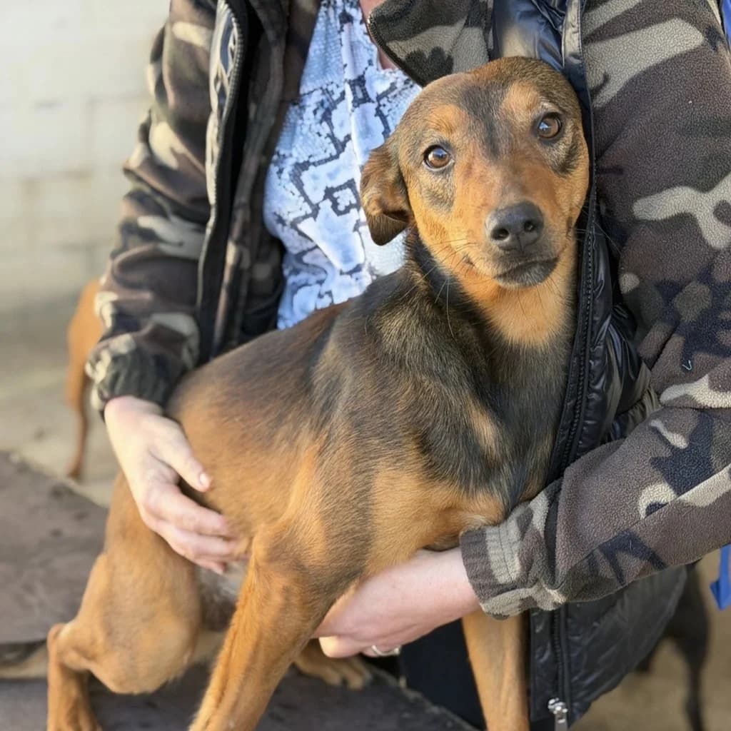Nestlé, male young Mixed Breed for adoption at SALVA Hundehilfe e.V.
