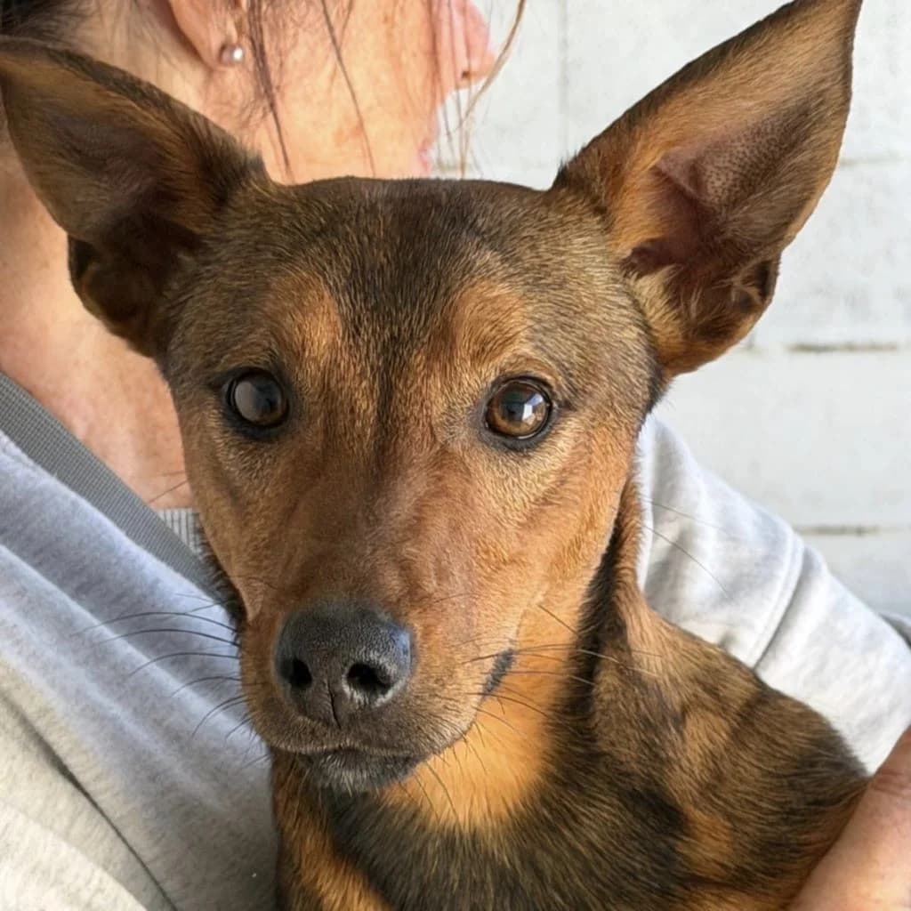 Brownie, male young Mixed Breed for adoption at SALVA Hundehilfe e.V.