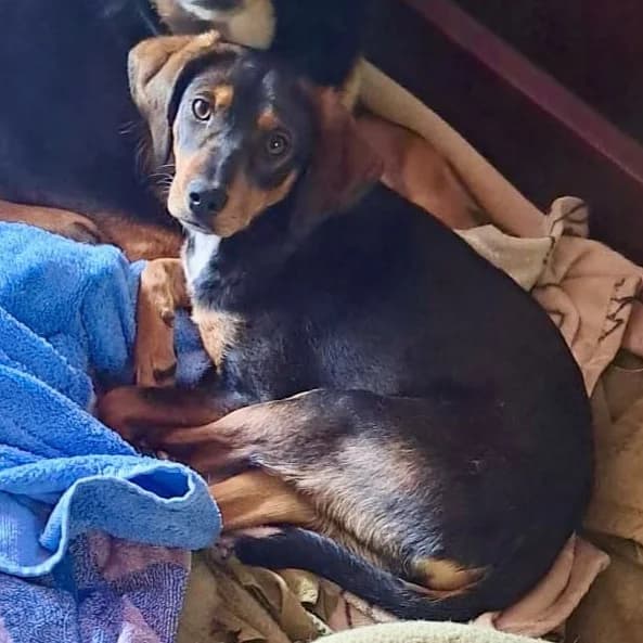Sabea, female puppy Mixed Breed for adoption at SALVA Hundehilfe e.V.