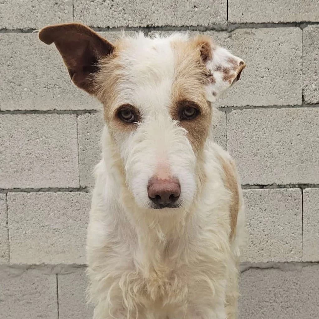 Alfonso, male senior Podenco for adoption at SALVA Hundehilfe e.V.