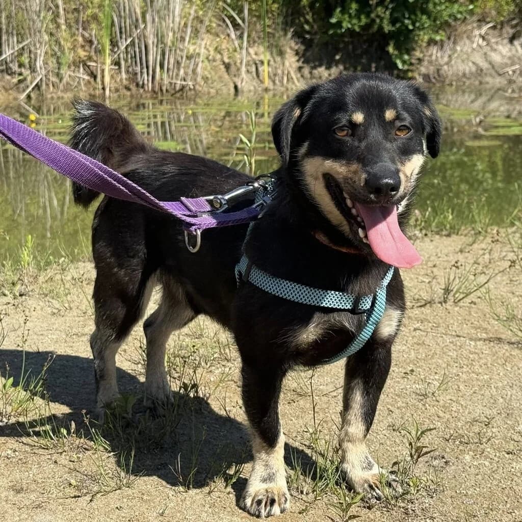 Zygzak, male 4yo Mixed Breed for adoption at SALVA Hundehilfe e.V.