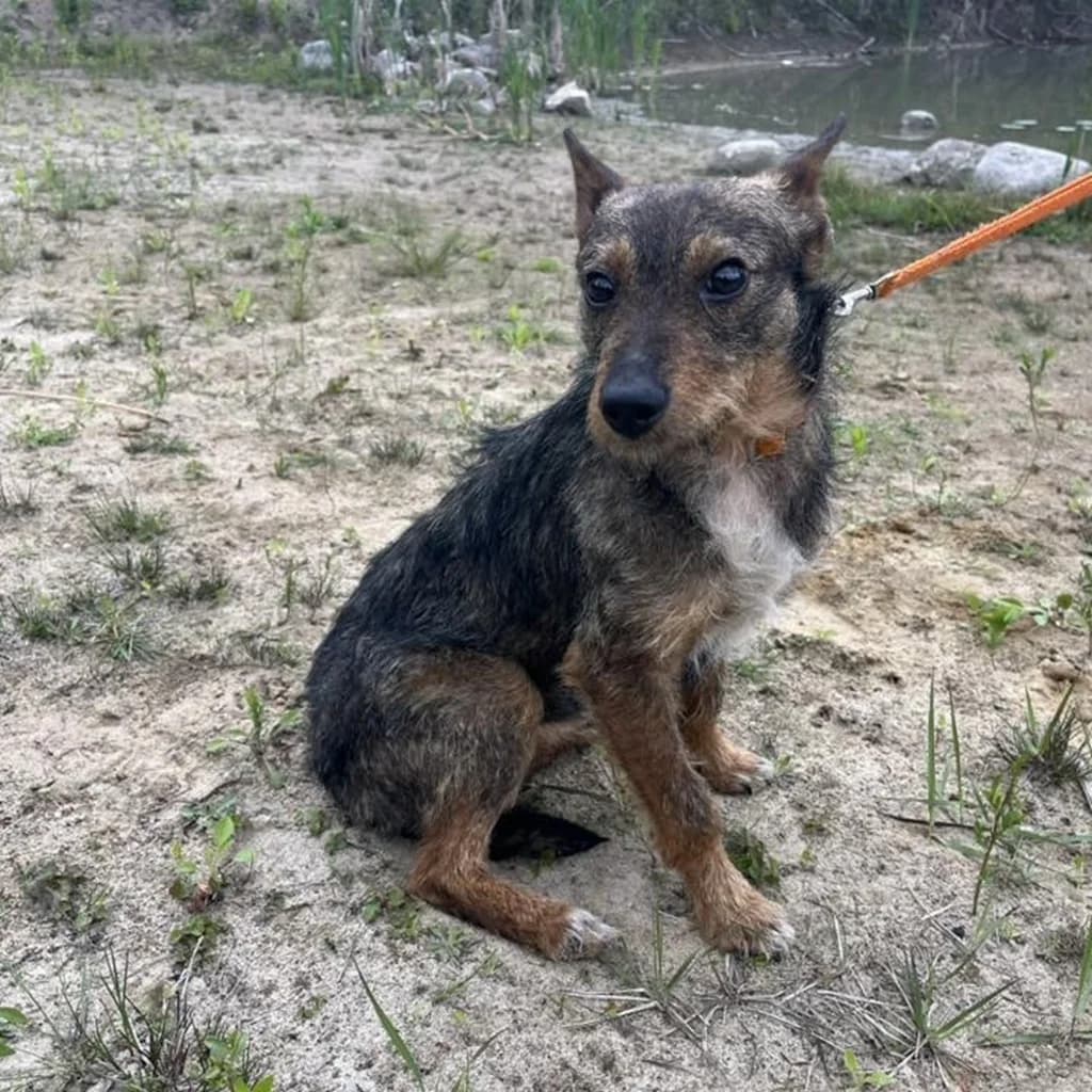 Tymek, male 3yo Mixed Breed for adoption at SALVA Hundehilfe e.V.
