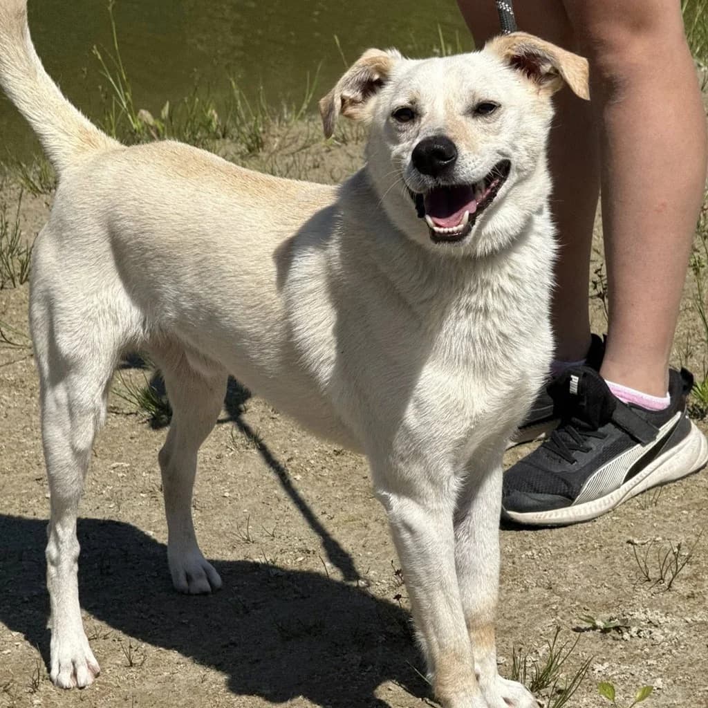 Twarozek, male young Mixed Breed for adoption at SALVA Hundehilfe e.V.