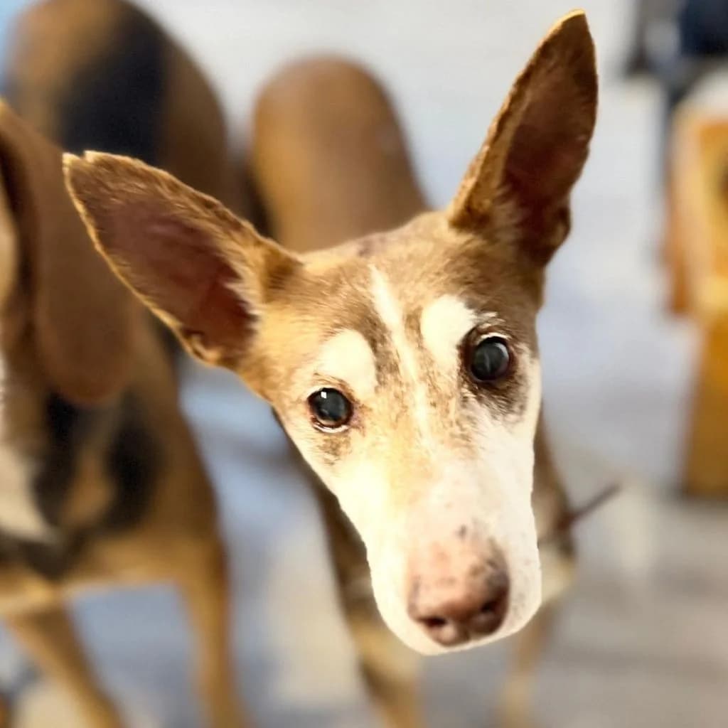 Coqui, female senior Podenco for adoption at SALVA Hundehilfe e.V.