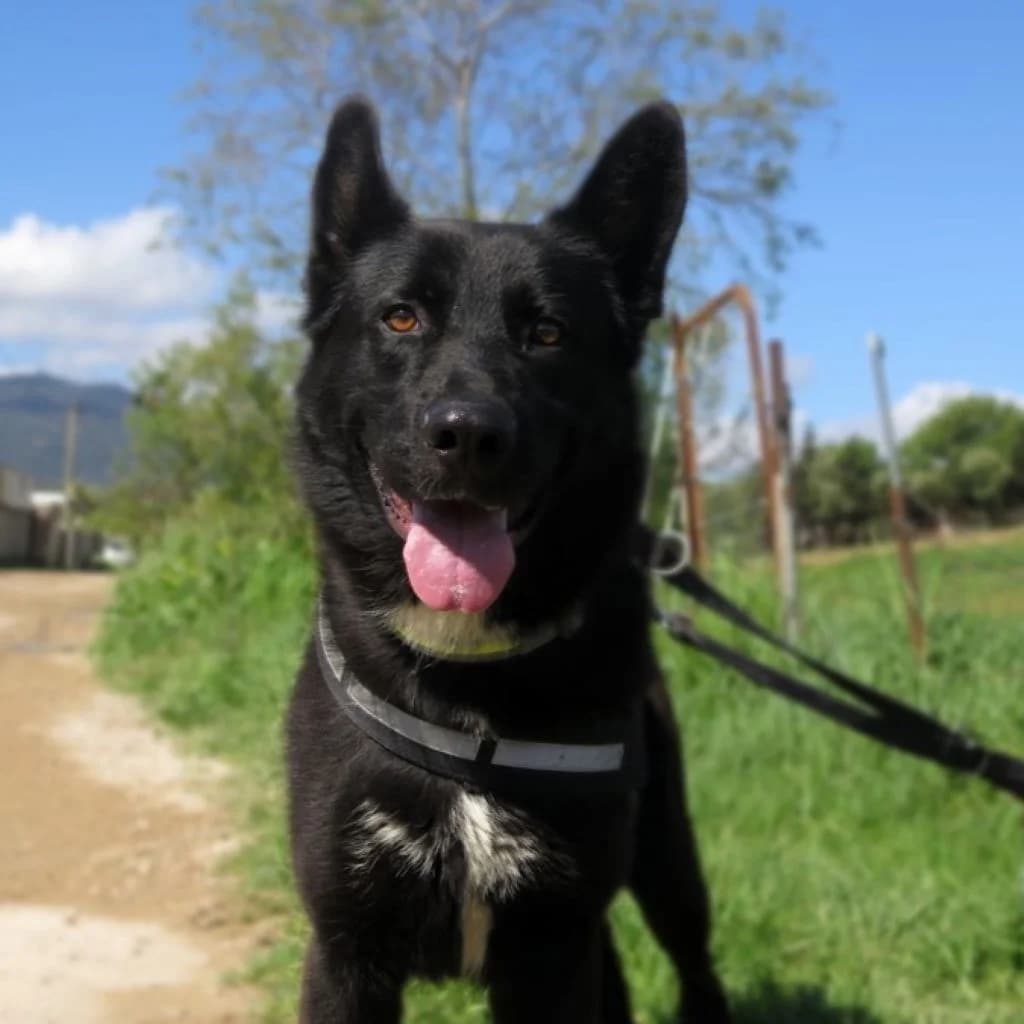 Noah, male young Mixed Breed for adoption at SALVA Hundehilfe e.V.