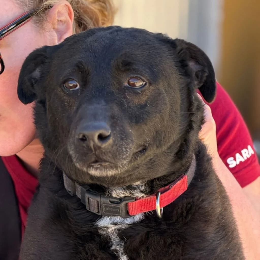 Tara, schwarz female 6yo Mixed Breed for adoption at SALVA Hundehilfe e.V.