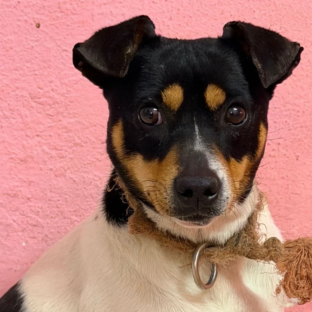 Maggie, female 3yo Mixed Breed for adoption at SALVA Hundehilfe e.V.