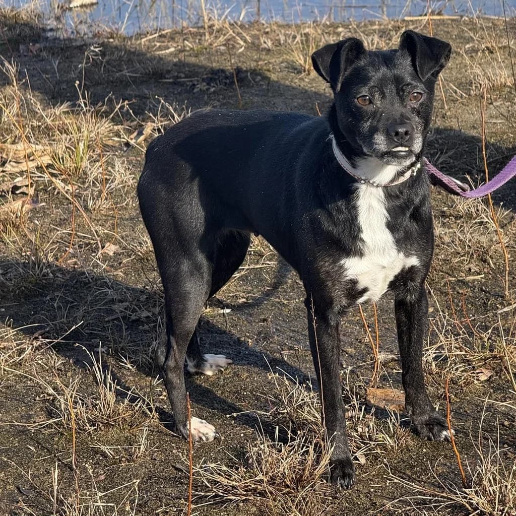 Zabka, female 7yo Mixed Breed for adoption at SALVA Hundehilfe e.V.