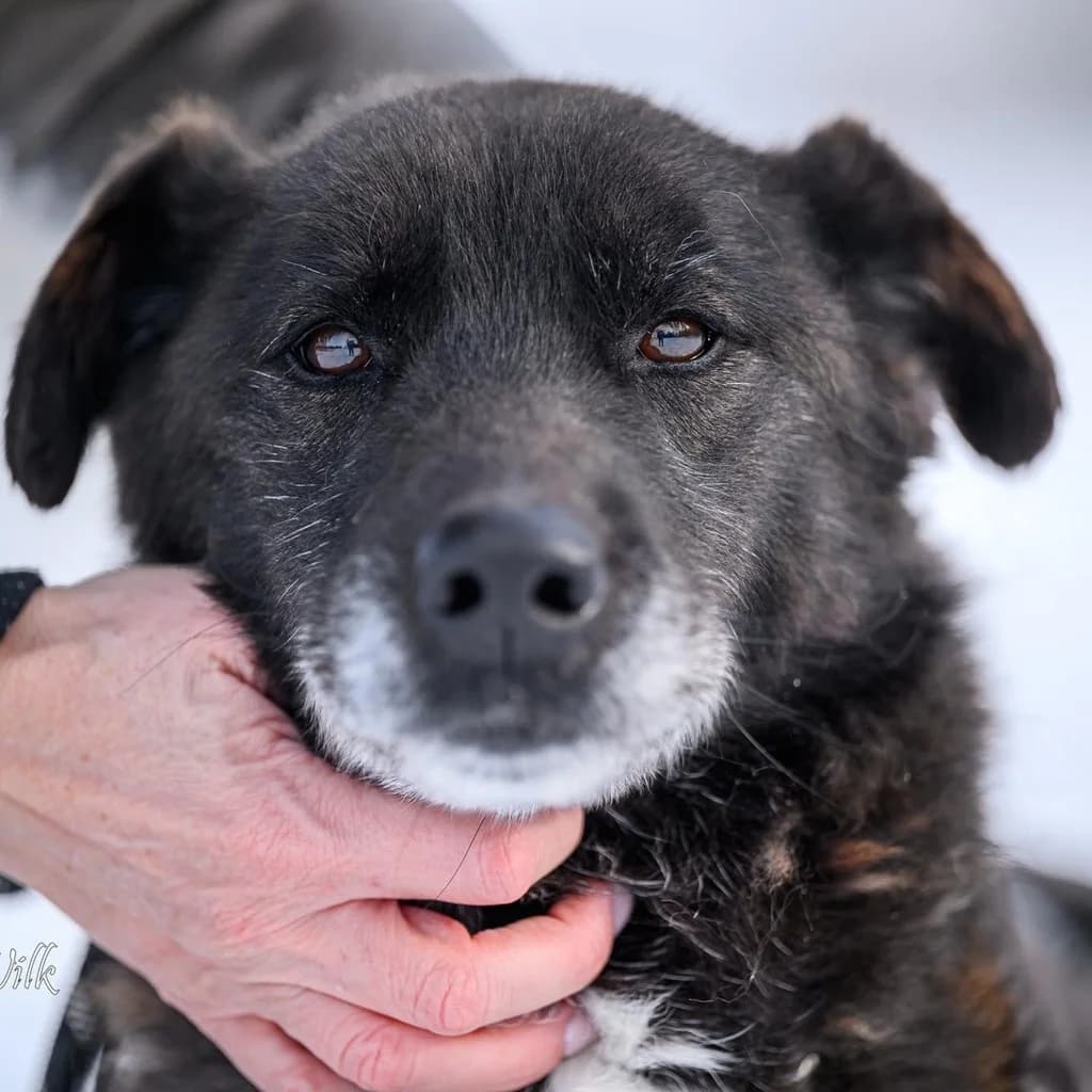 Robin, male 7yo Mixed Breed for adoption at SALVA Hundehilfe e.V.