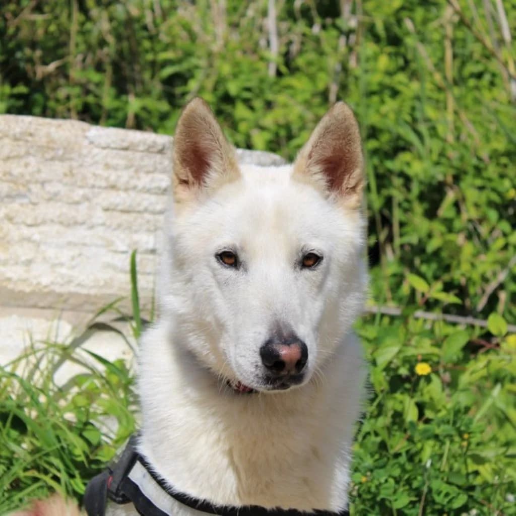 Peabody, male young Mixed Breed for adoption at SALVA Hundehilfe e.V.