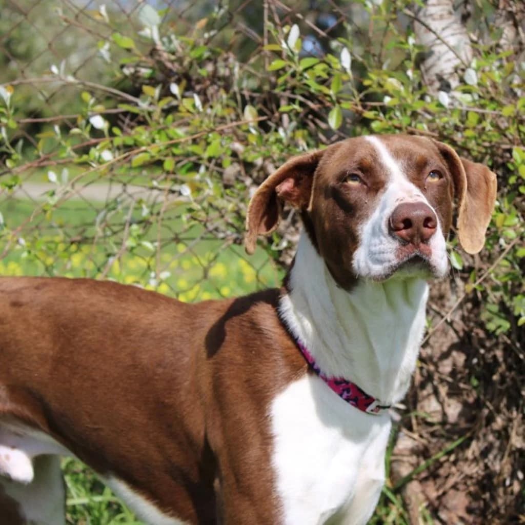 Dali, male young Mixed Breed for adoption at SALVA Hundehilfe e.V.
