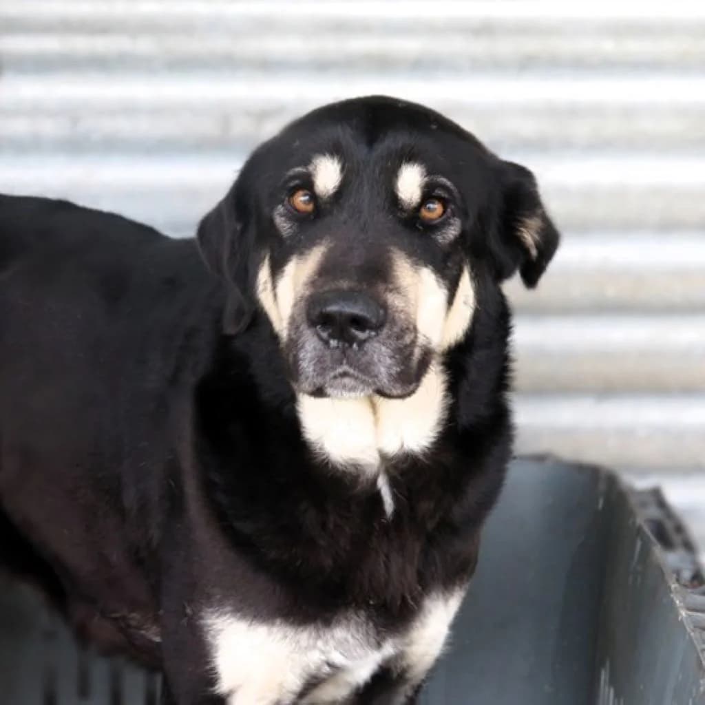 Avellana, female young Mixed Breed for adoption at SALVA Hundehilfe e.V.