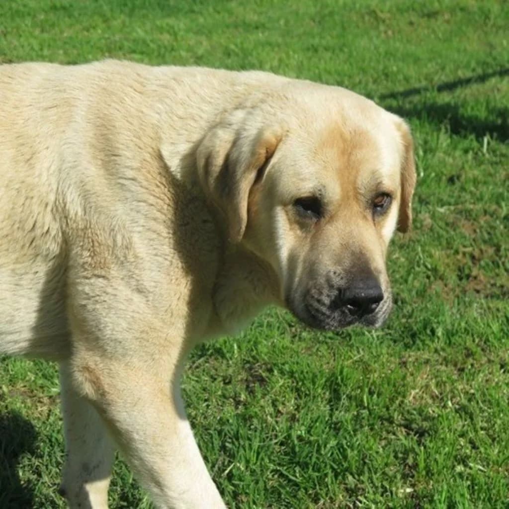 Campero, male 5yo Mixed Breed for adoption at SALVA Hundehilfe e.V.