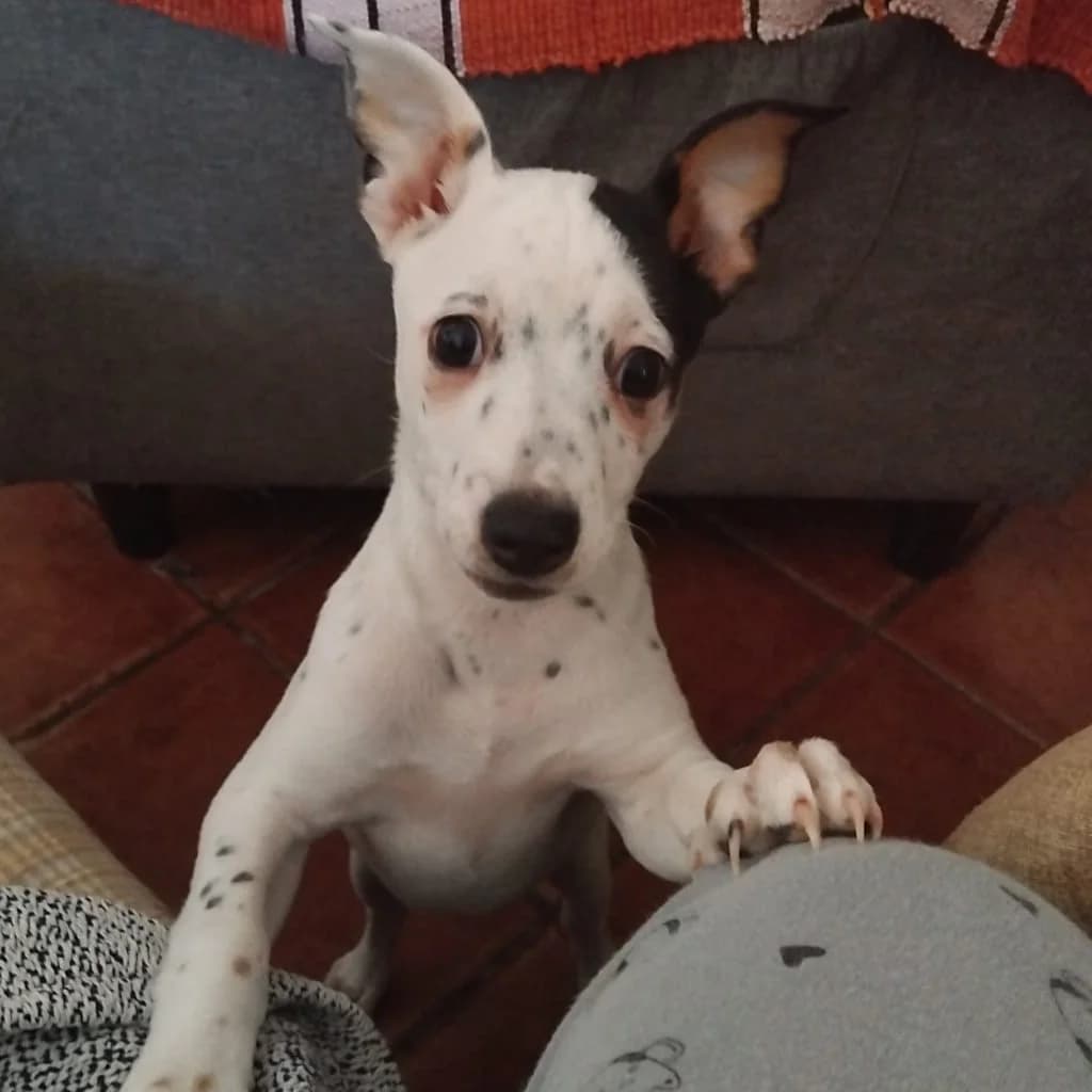 Rosita, female puppy Mixed Breed for adoption at SALVA Hundehilfe e.V.