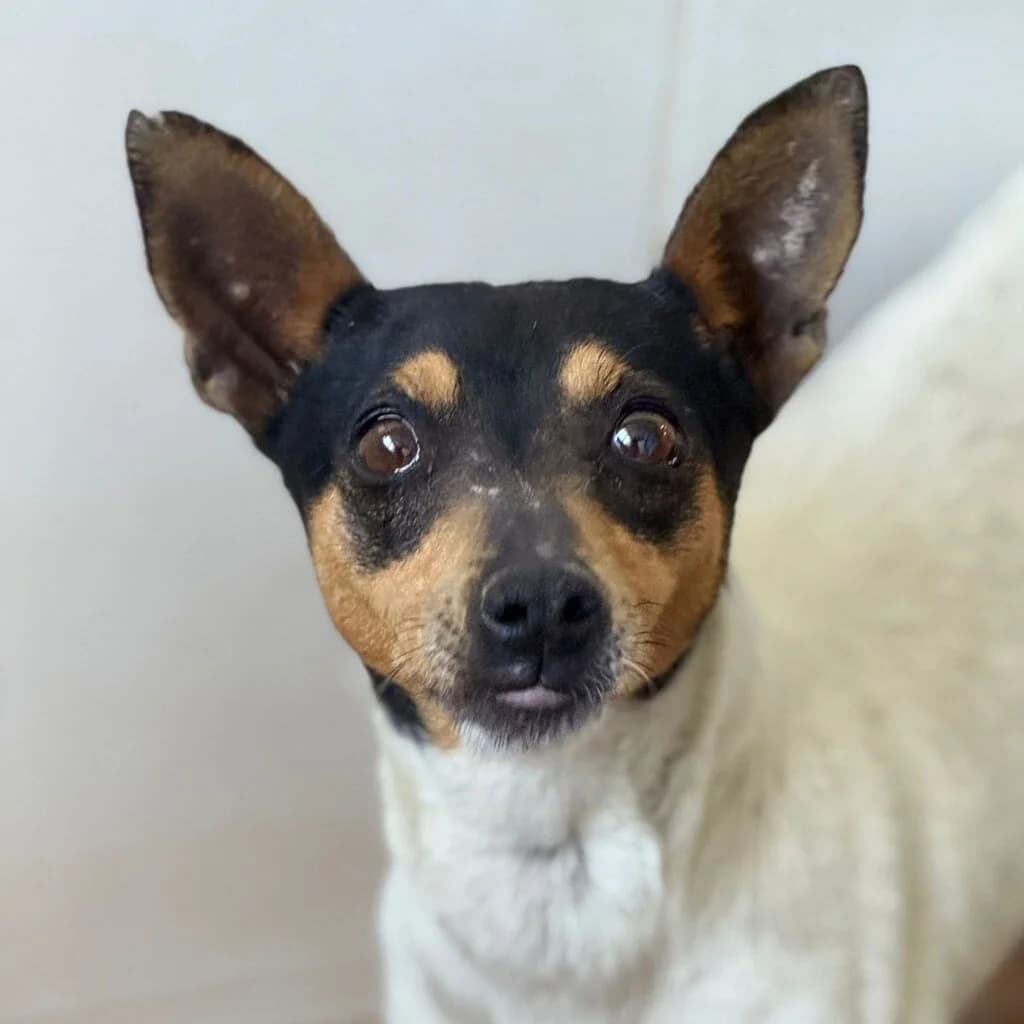 Minnie, female 3yo Mixed Breed for adoption at SALVA Hundehilfe e.V.