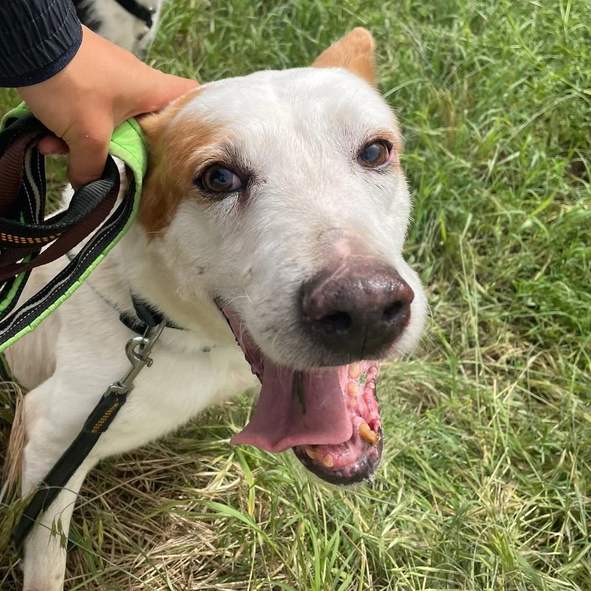 Serafin, male senior Podenco for adoption at SALVA Hundehilfe e.V.