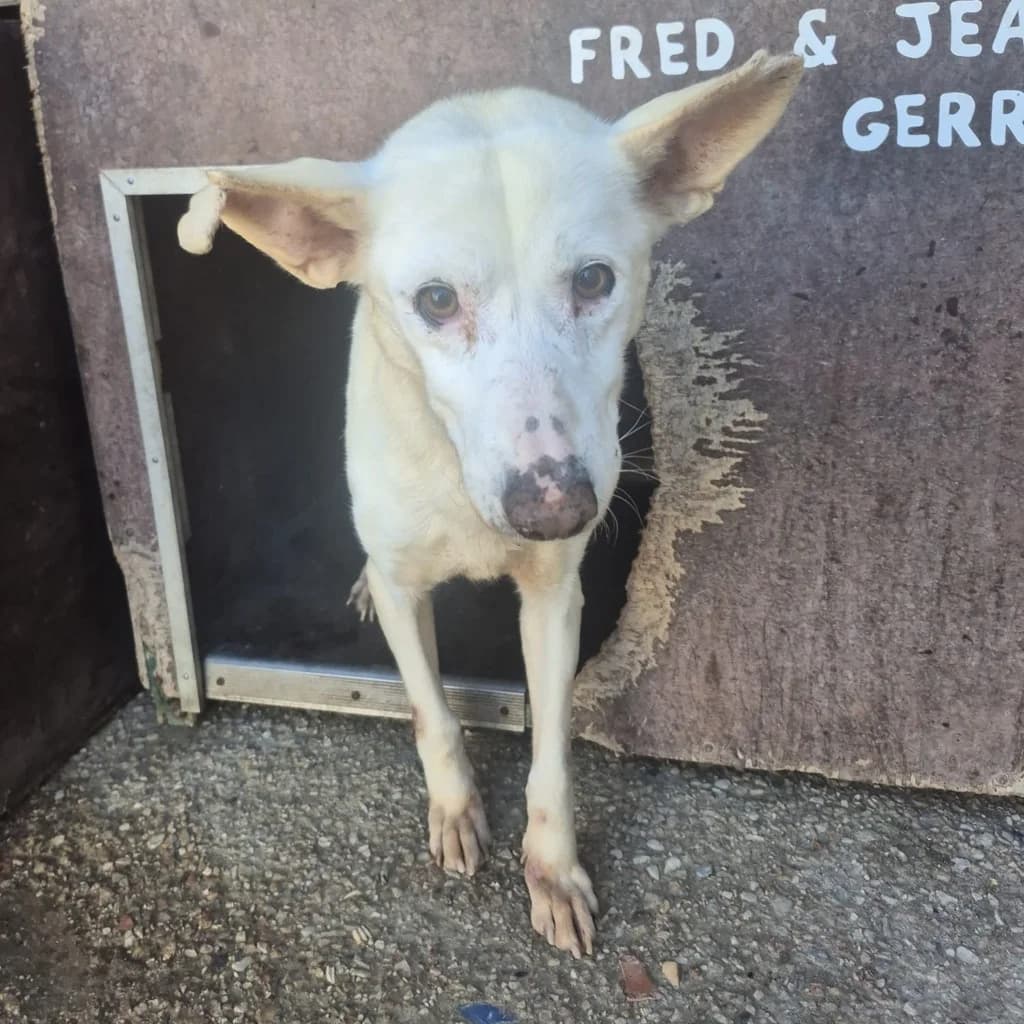 Isidoro, male senior Podenco for adoption at SALVA Hundehilfe e.V.