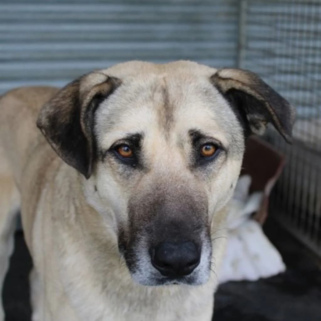 Enzo, male young Mixed Breed for adoption at SALVA Hundehilfe e.V.