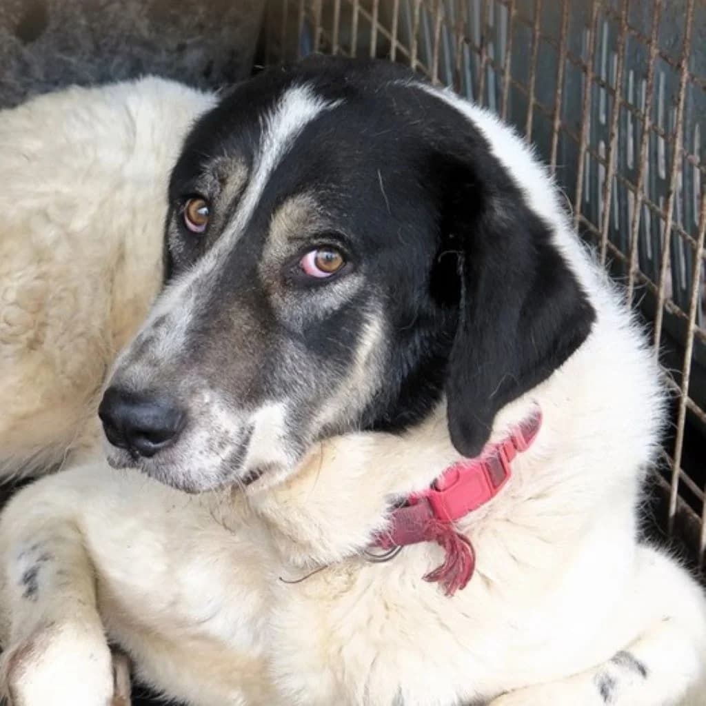 Panda, female 3yo Mixed Breed for adoption at SALVA Hundehilfe e.V.