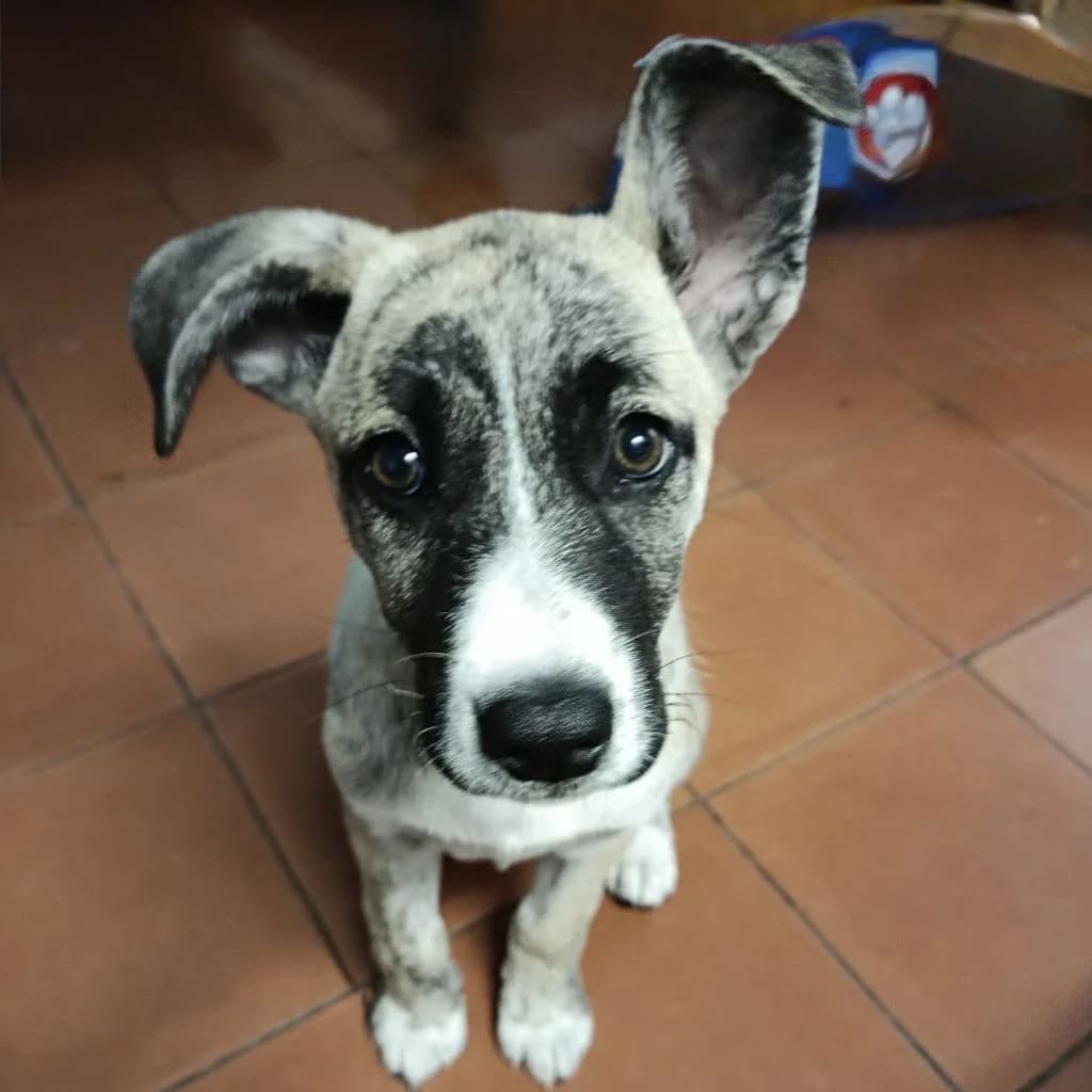 Lulu, female puppy Mixed Breed for adoption at SALVA Hundehilfe e.V.