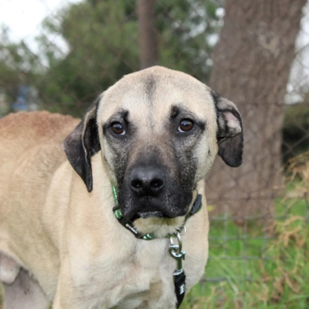 Atlas, male young Mixed Breed for adoption at SALVA Hundehilfe e.V.
