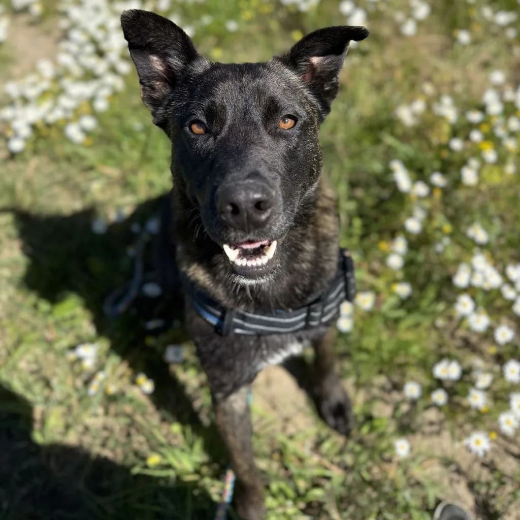 Shadow, male young Mixed Breed for adoption at SALVA Hundehilfe e.V.