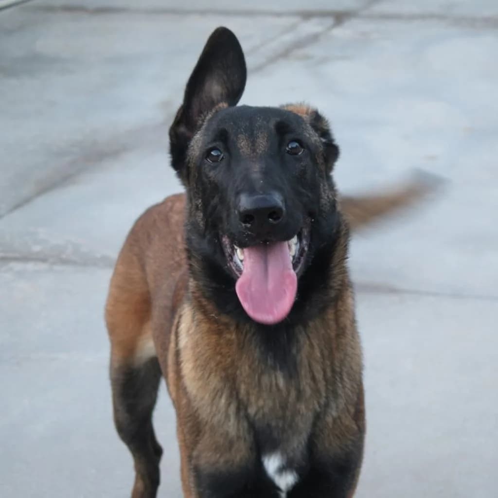 Marlon, male young Belgian Malinois for adoption at SALVA Hundehilfe e.V.