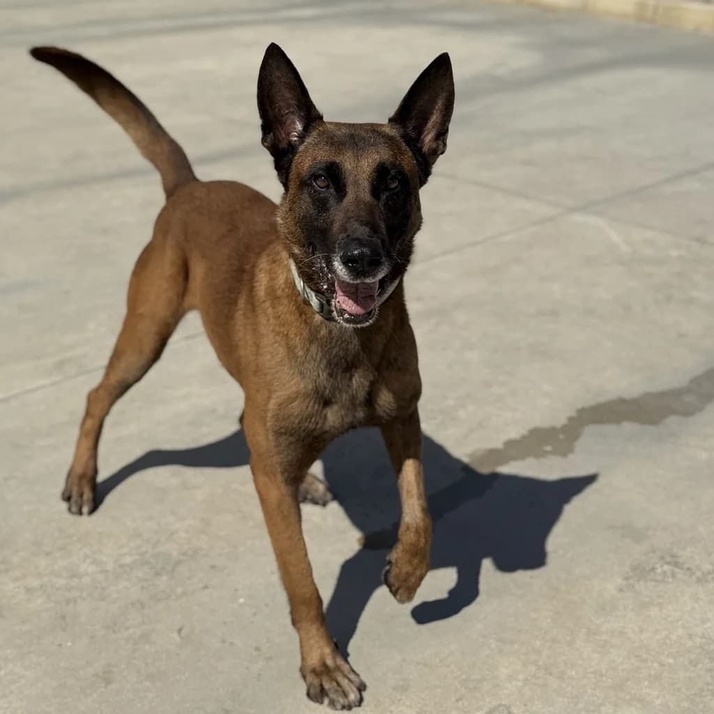 Patrón, male 6yo Belgian Malinois for adoption at SALVA Hundehilfe e.V.
