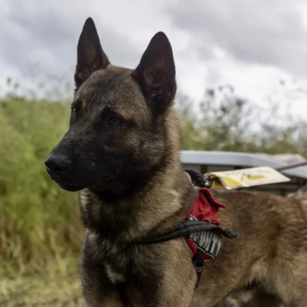 Marte, male young Belgian Malinois for adoption at SALVA Hundehilfe e.V.