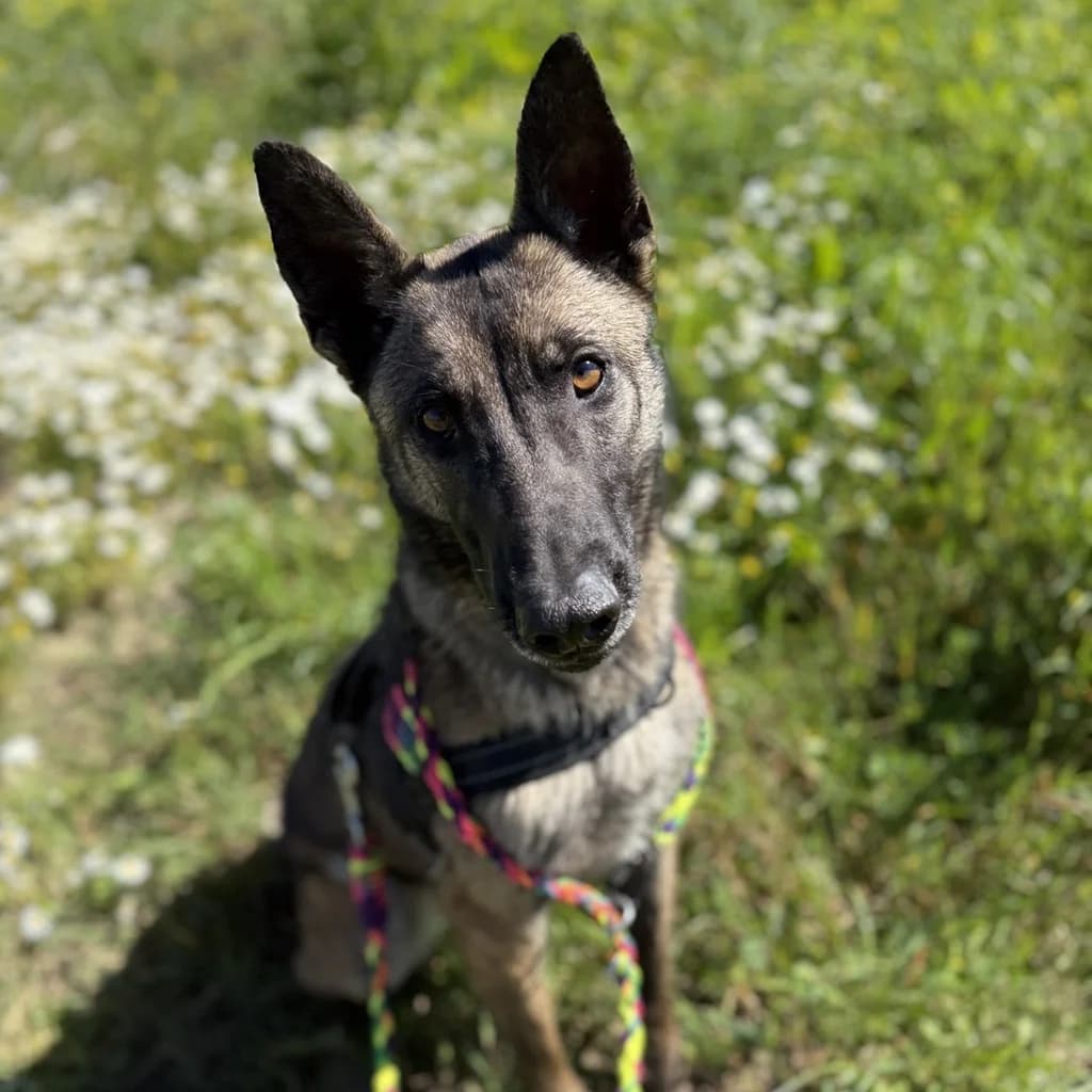 Maggy, female 3yo Belgian Malinois for adoption at SALVA Hundehilfe e.V.