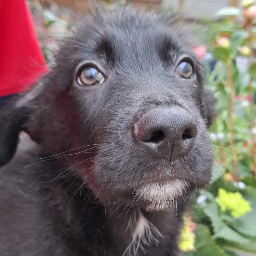 Odin, male puppy Mixed Breed for adoption at SALVA Hundehilfe e.V.