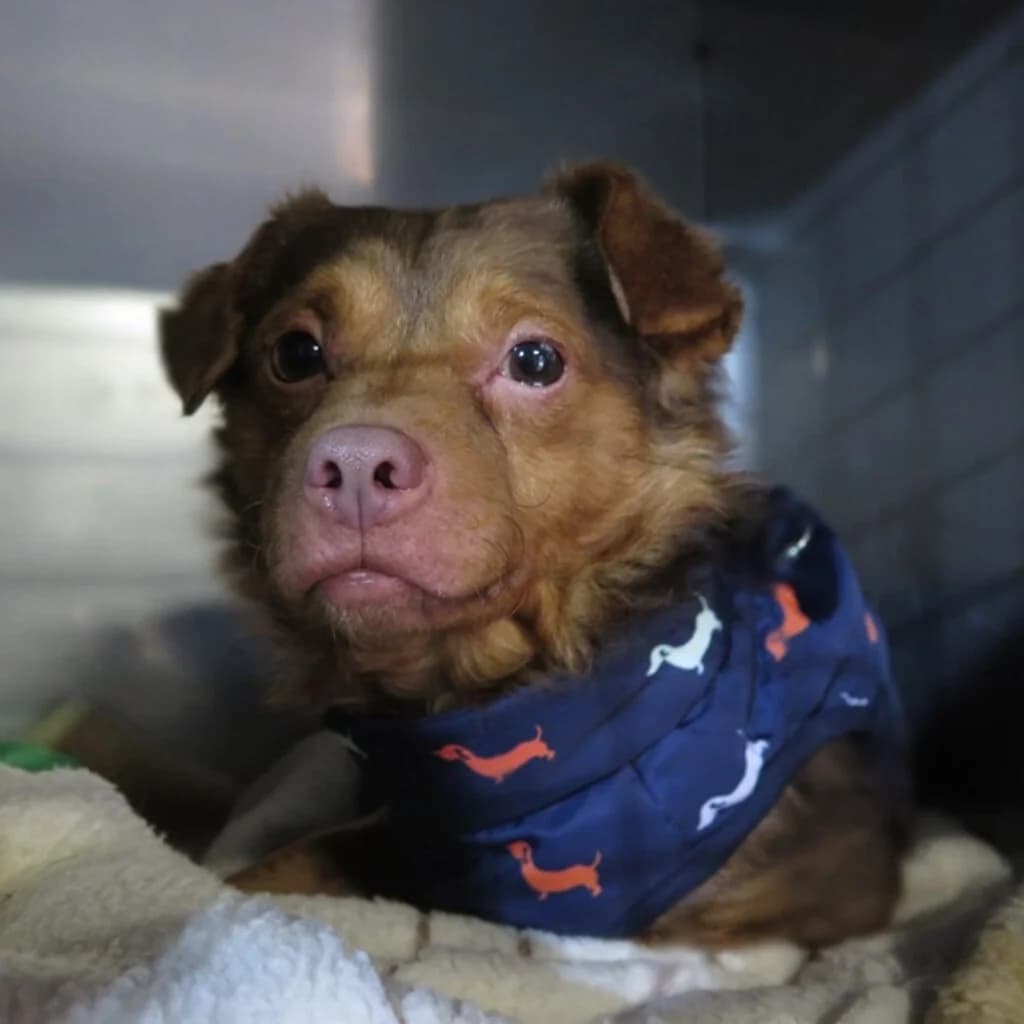 Cheeto, male 5yo Mixed Breed for adoption at SALVA Hundehilfe e.V.