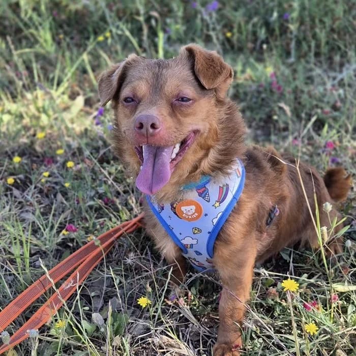 Cheeto, male 5yo Mixed Breed for adoption at SALVA Hundehilfe e.V.