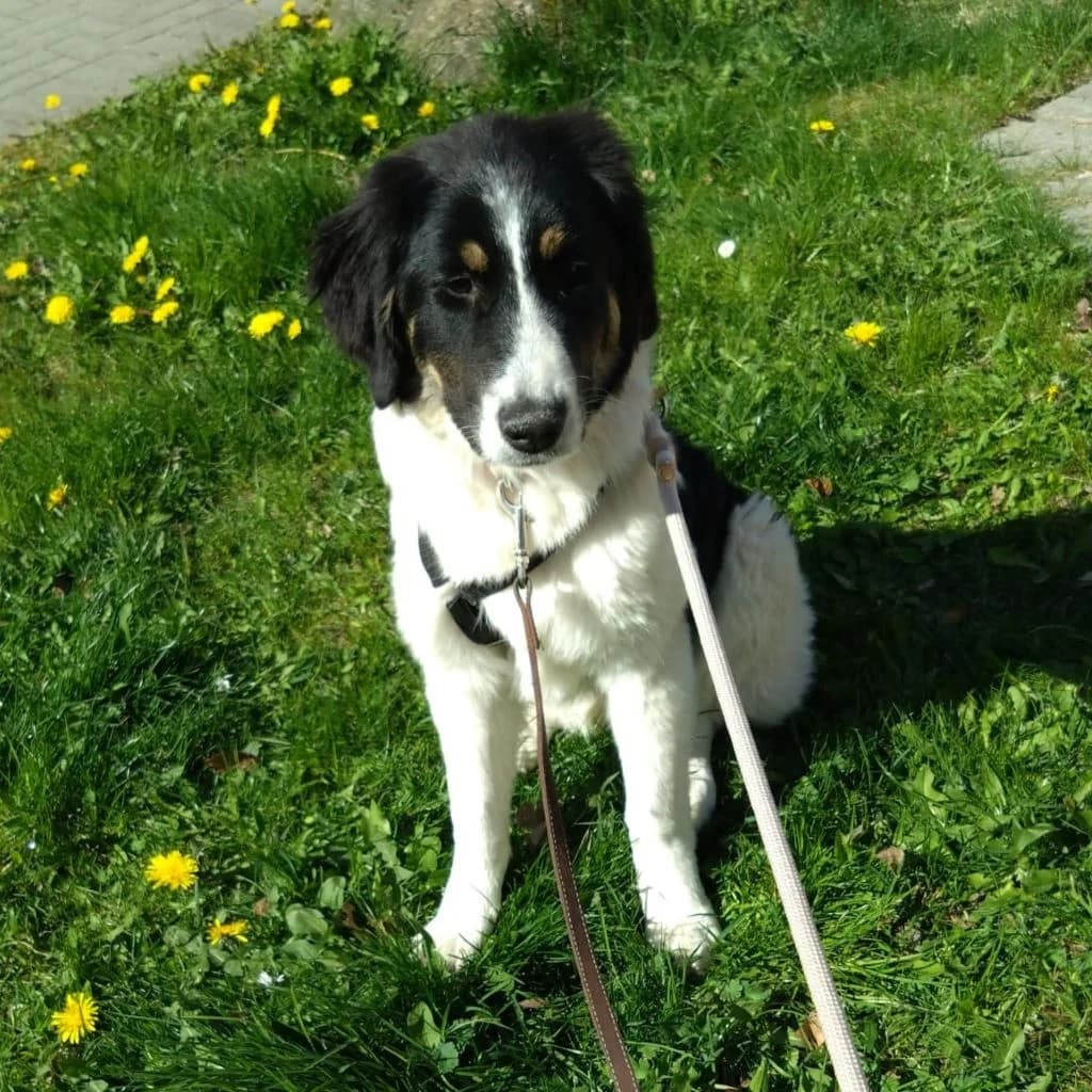Melle, female young Mixed Breed for adoption at SALVA Hundehilfe e.V.