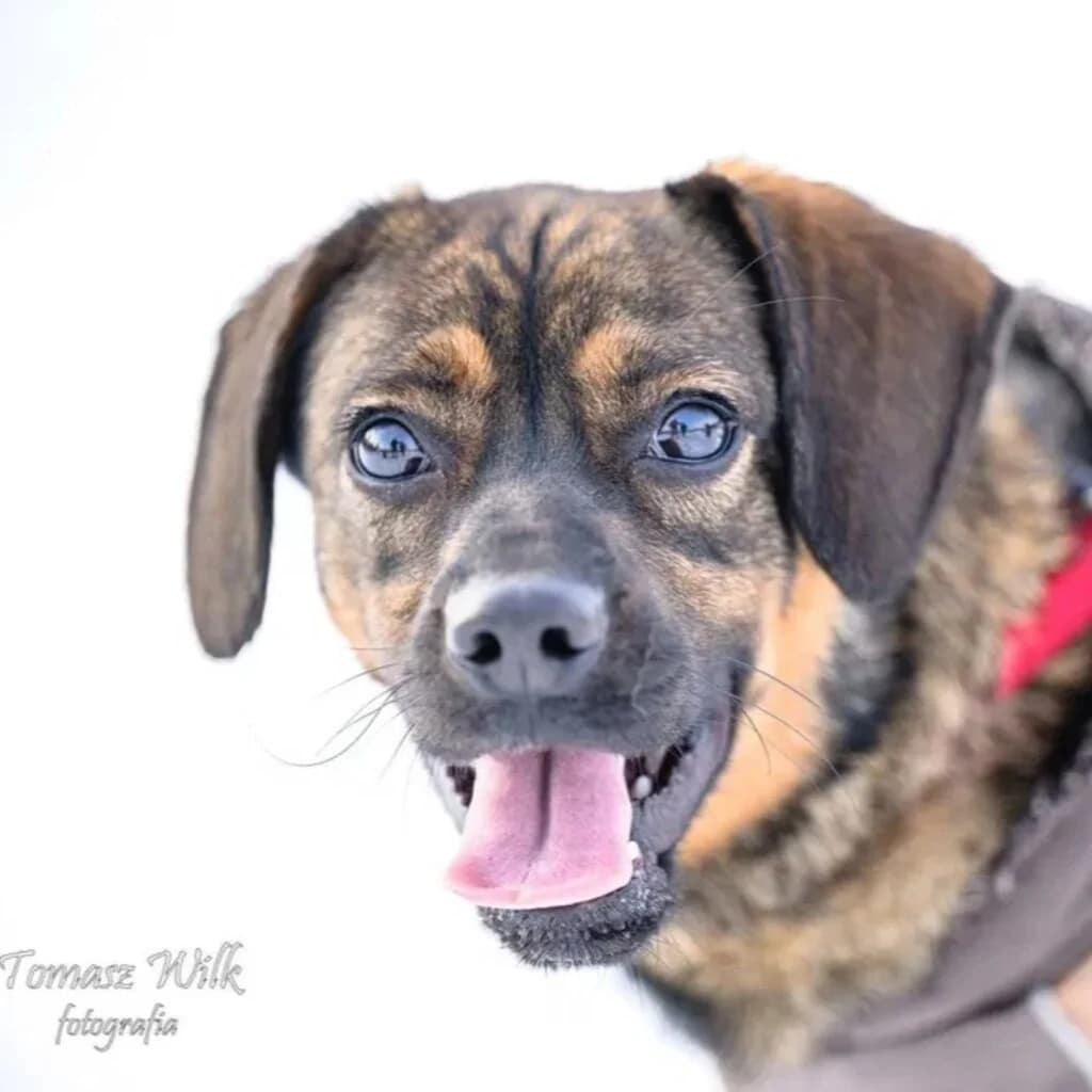 Nowy, male young Mixed Breed for adoption at SALVA Hundehilfe e.V.