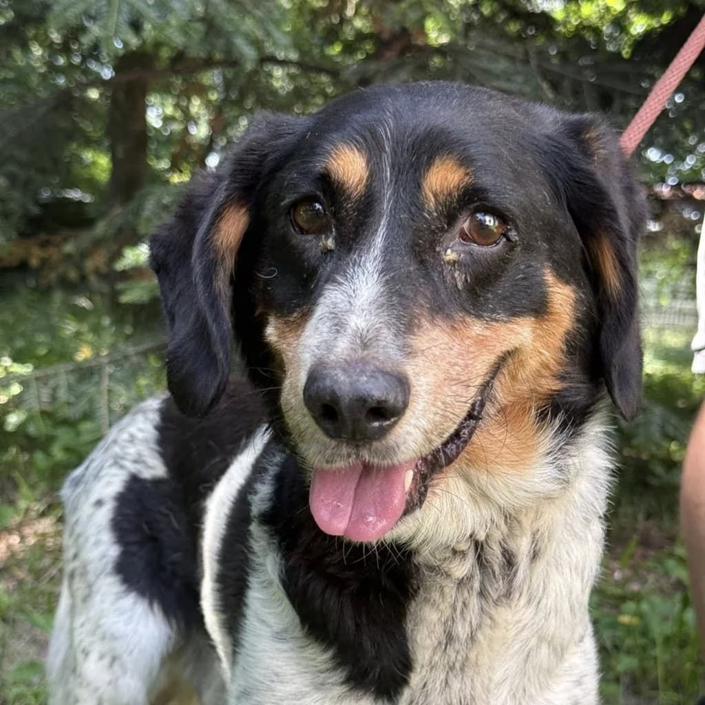 Poldek, male 5yo Mixed Breed for adoption at SALVA Hundehilfe e.V.