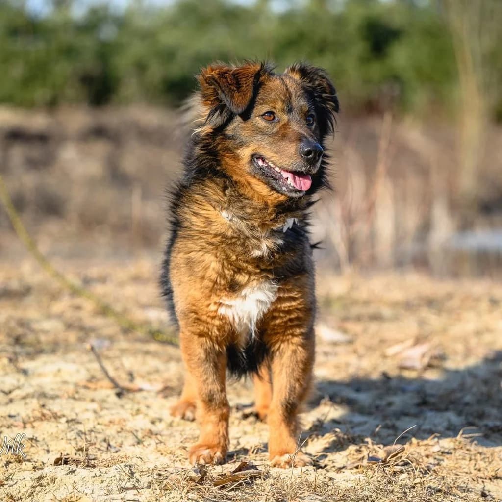 Piotrús, male 4yo Mixed Breed for adoption at SALVA Hundehilfe e.V.