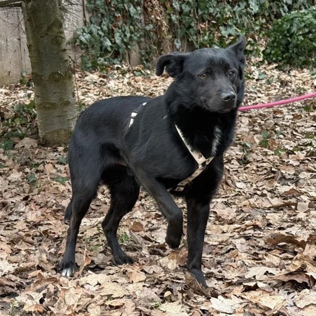 Onyx, male young Mixed Breed for adoption at SALVA Hundehilfe e.V.