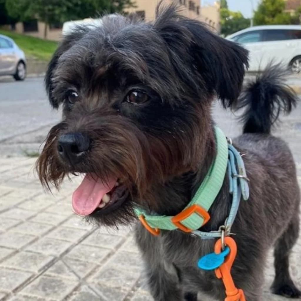 Golfo, male 4yo Mixed Breed for adoption at SALVA Hundehilfe e.V.