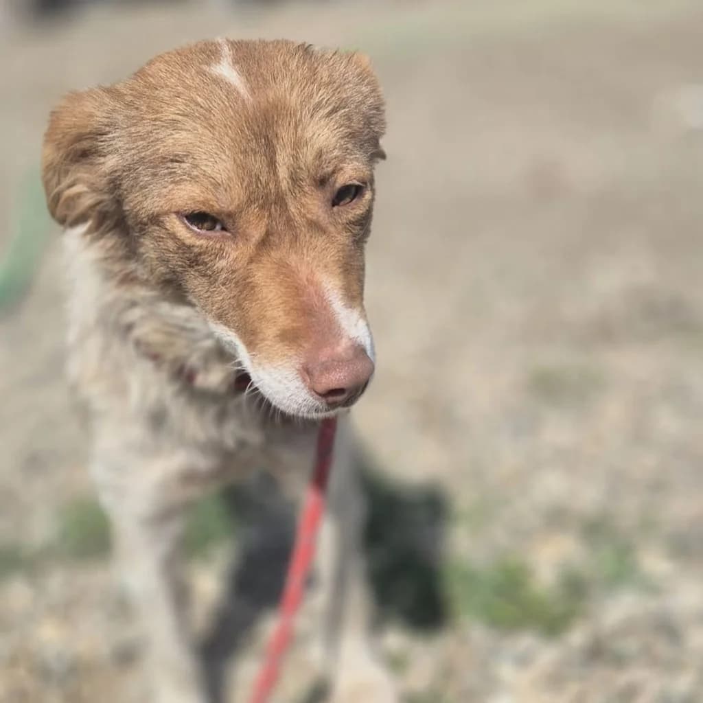Mimi, female young Mixed Breed for adoption at SALVA Hundehilfe e.V.