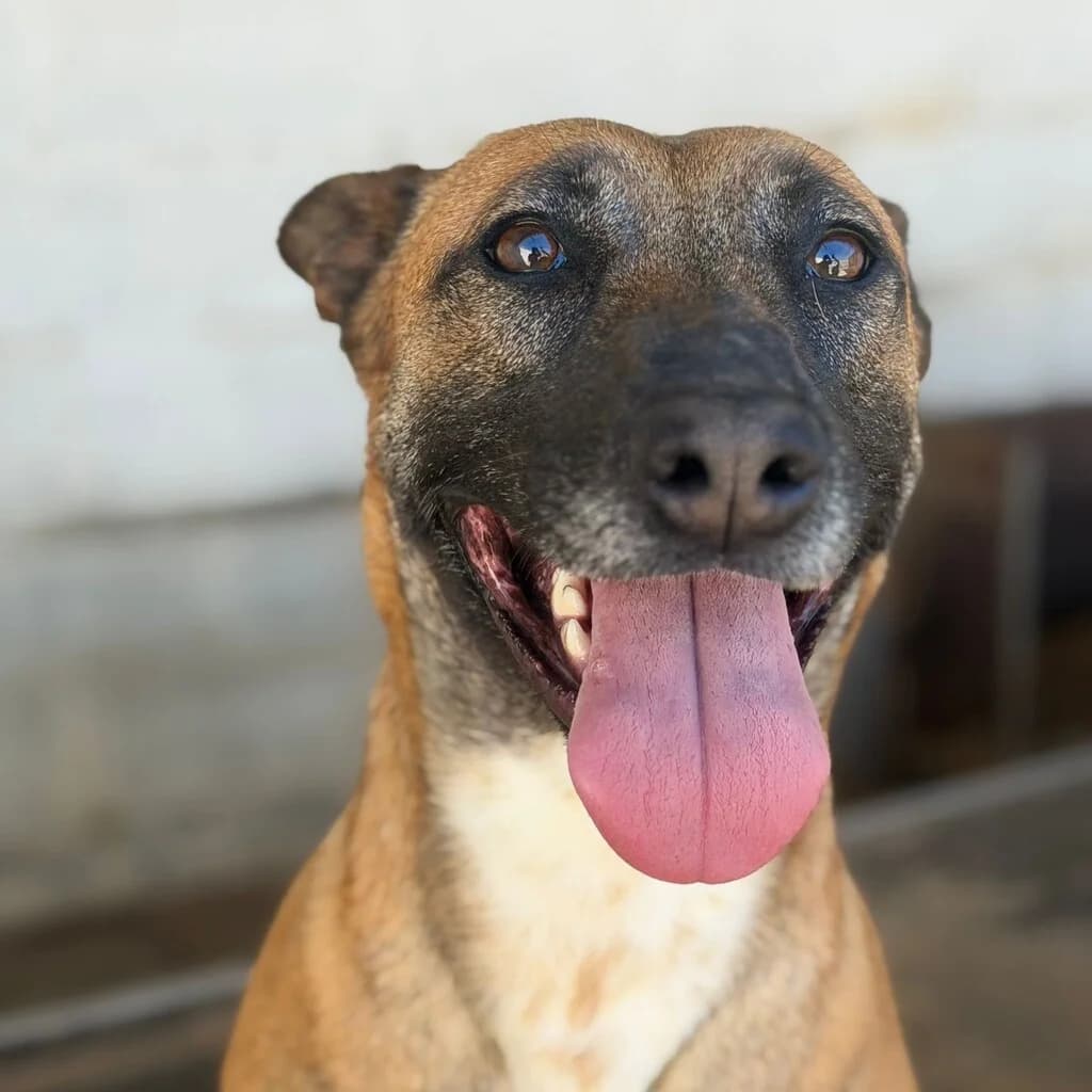 Alaska, female young Belgian Malinois for adoption at SALVA Hundehilfe e.V.