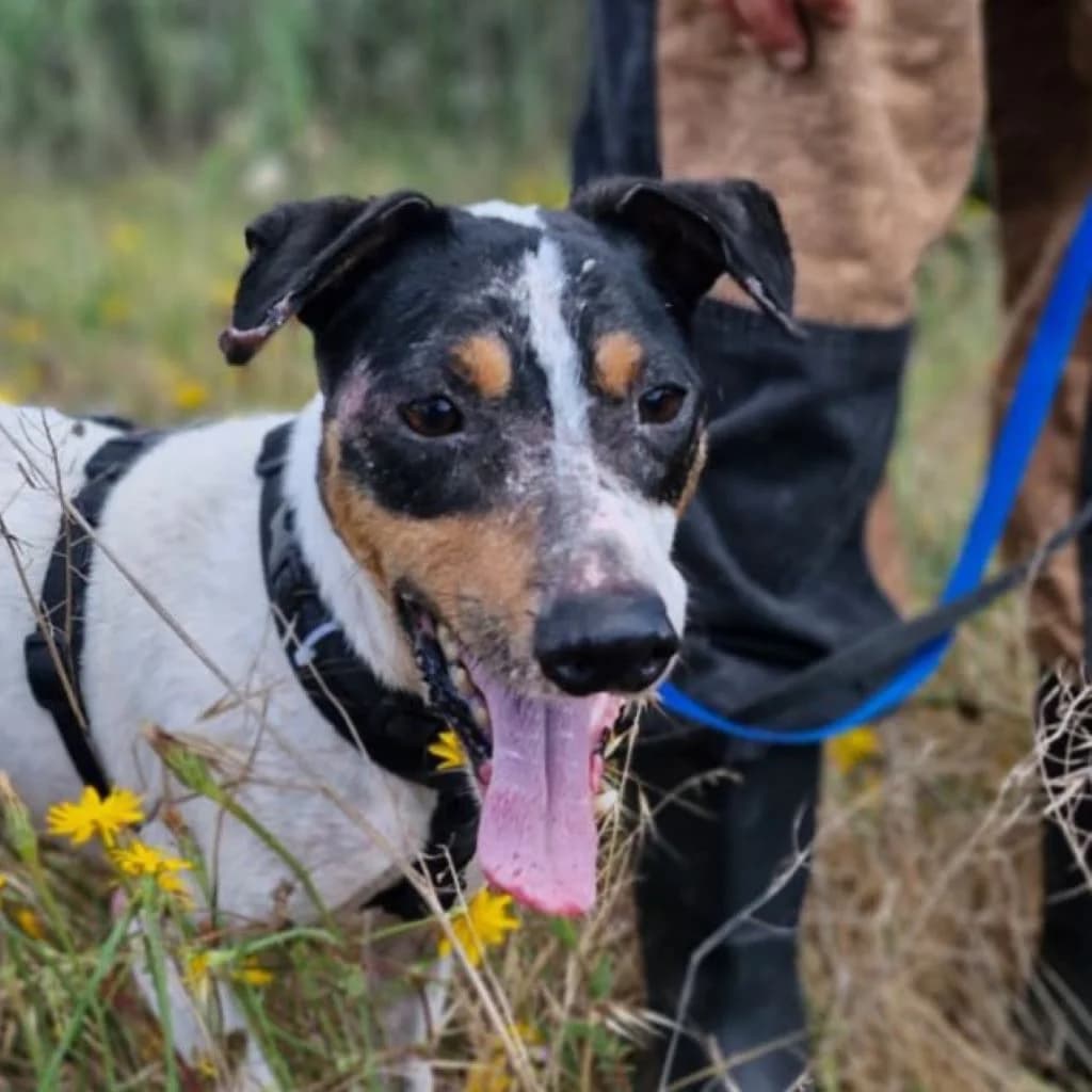 Martin, male 7yo Mixed Breed for adoption at SALVA Hundehilfe e.V.